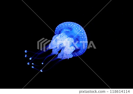 Tropical Jellyfish Phyllorhiza punctata white-spotted jellyfish underwater Tropical Jellyfish Phyllorhiza punctata white-spotted jellyfish underwater 118614114