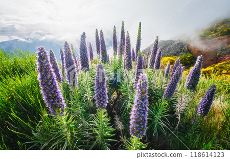 Madeira landscape with Pride of Madeira flowers and blooming Cytisus shrubs, Portugal 118614123