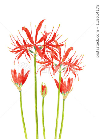 A paper-cut illustration of red spider lilies blooming on the edge of a rice field A paper-cut illustration of red spider lilies blooming on the edge of a rice field 118614178