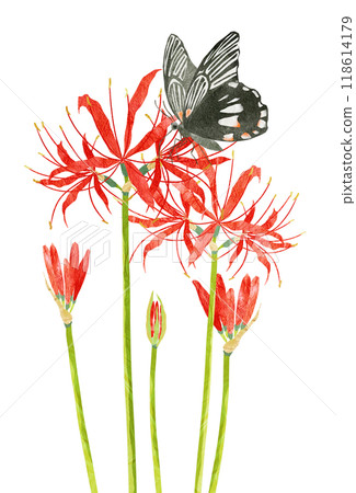 Illustration of a red spider lily and a swallowtail butterfly 118614179
