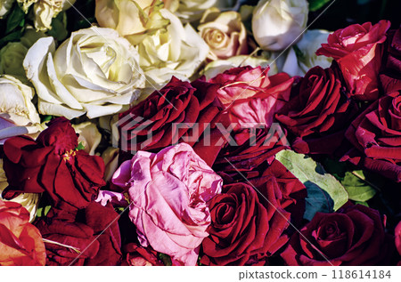 Red roses garden Red roses garden 118614184
