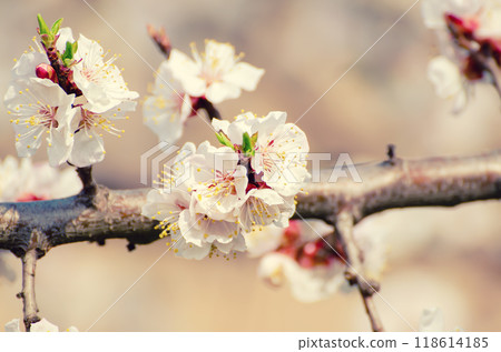 Apricot tree blossoms Apricot tree blossoms 118614185