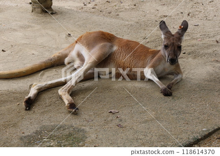 Kangaroo resting in the heat Kangaroo resting in the heat 118614370