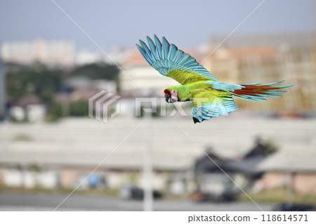 Military macaw fly over car park in city Military macaw fly over car park in city 118614571