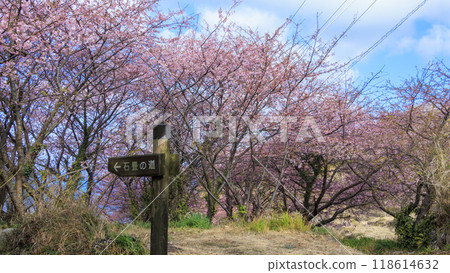 陽光明媚的日子河津櫻花盛開的稻田 118614632