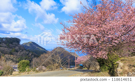 Kawazu cherry blossoms blooming in a rice field on a sunny day Kawazu cherry blossoms blooming in a rice field on a sunny day 118614651