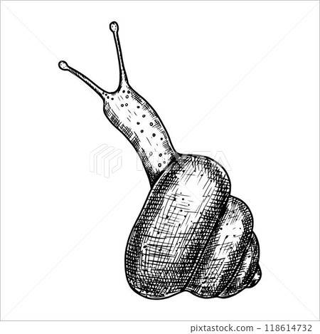 Hand drawn snail. Vector illustration 118614732