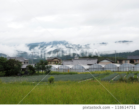 Misty clouds over the Shikoku Mountains and the Kancho Plain after the rain (rural landscape with vinyl greenhouses) 118614751