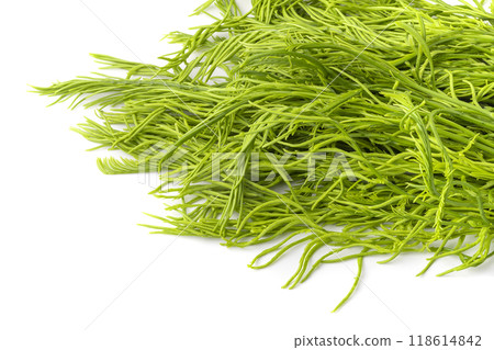 Climbing Wattle or Acacia vegetable isolate on a white background 118614842