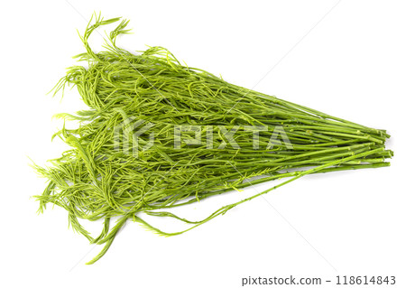 Climbing Wattle or Acacia vegetable isolate on a white background Climbing Wattle or Acacia vegetable isolate on a white background 118614843