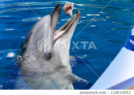 等待食物的海豚 118614952