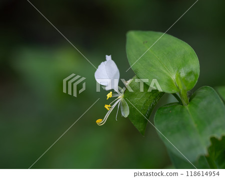 一朵整齊的白色花草，在早晨綻放 118614954