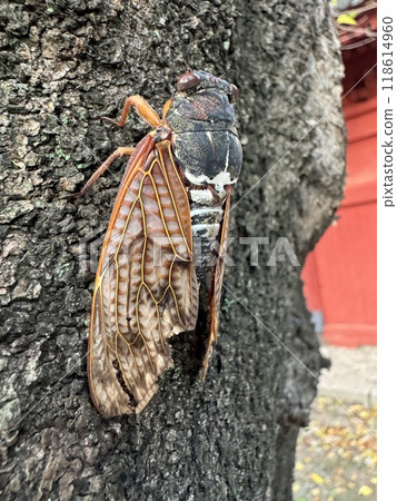 Persimmon perching on a tree Persimmon perching on a tree 118614960