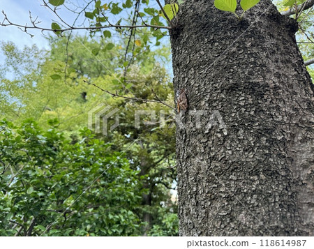 Persimmon perching on a tree 118614987