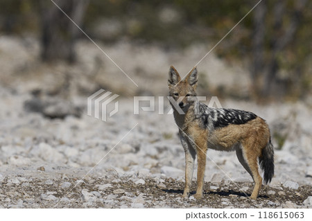 Black-backed Jackal  118615063