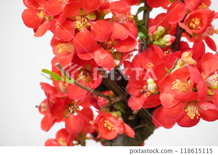 Close-up of quince flower 118615115