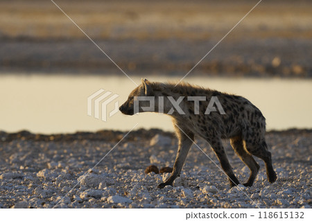 Spotted Hyaena at a waterhole 118615132