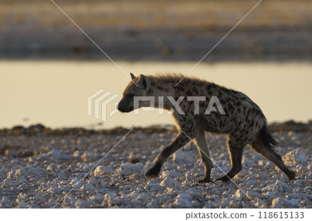 Spotted Hyaena at a waterhole Spotted Hyaena at a waterhole 118615133