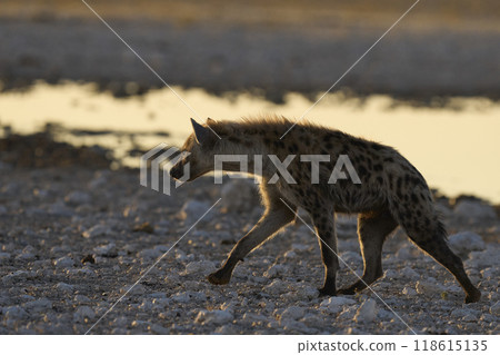 Spotted Hyaena at a waterhole Spotted Hyaena at a waterhole 118615135