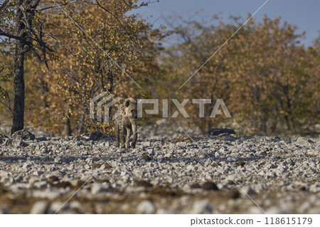 Spotted Hyaena approaching a waterhole 118615179