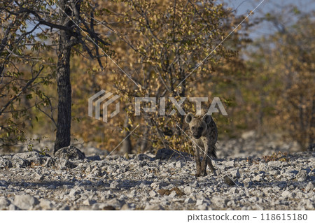 Spotted Hyaena approaching a waterhole Spotted Hyaena approaching a waterhole 118615180