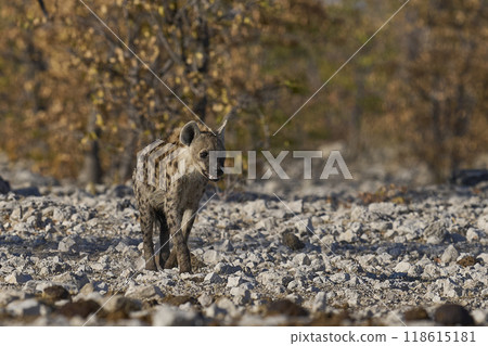 Spotted Hyaena approaching a waterhole 118615181