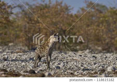 Spotted Hyaena approaching a waterhole 118615182