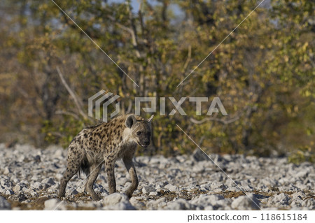 Spotted Hyaena approaching a waterhole 118615184