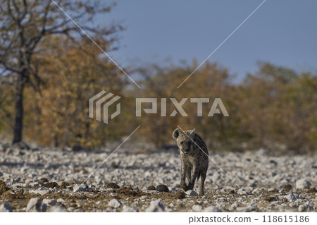 Spotted Hyaena approaching a waterhole 118615186