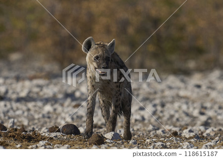 Spotted Hyaena approaching a waterhole 118615187