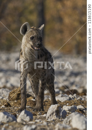 Spotted Hyaena approaching a waterhole Spotted Hyaena approaching a waterhole 118615190