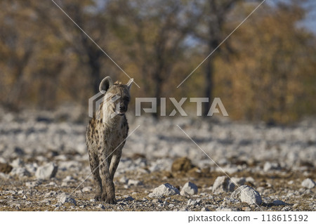 Spotted Hyaena approaching a waterhole 118615192