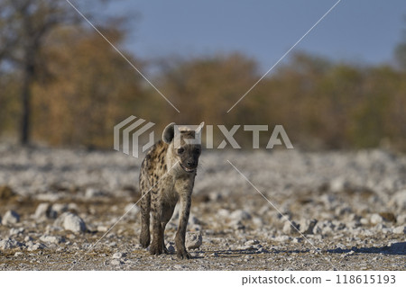 Spotted Hyaena approaching a waterhole Spotted Hyaena approaching a waterhole 118615193