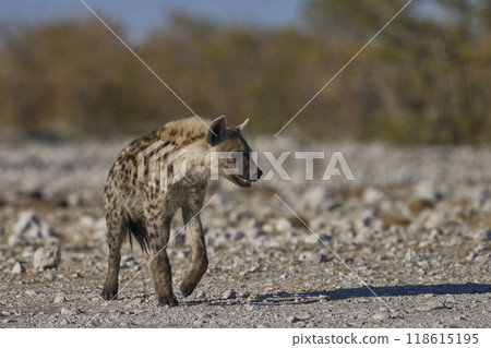 Spotted Hyaena approaching a waterhole 118615195