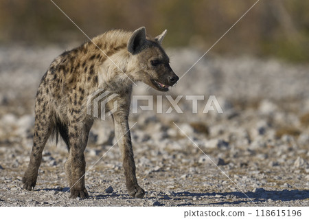 Spotted Hyaena approaching a waterhole 118615196