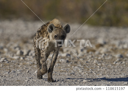 Spotted Hyaena approaching a waterhole 118615197
