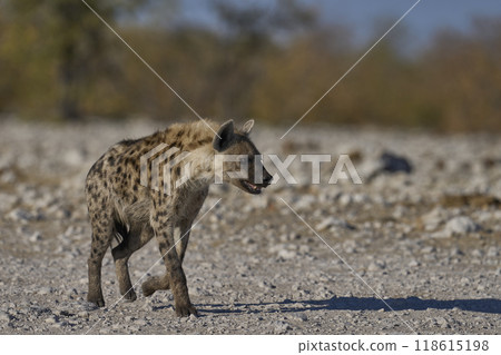 Spotted Hyaena approaching a waterhole Spotted Hyaena approaching a waterhole 118615198