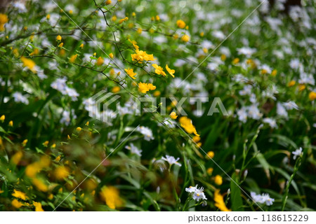 Yellow flowers of Yamabuki and clusters of Iris japonica Yellow flowers of Yamabuki and clusters of Iris japonica 118615229