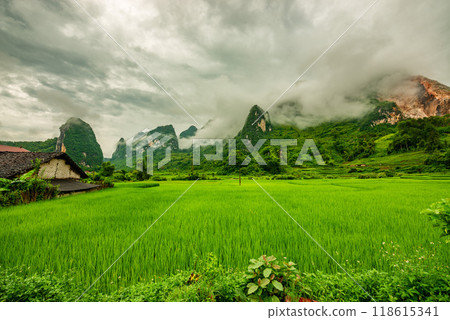 Rice terrace paddle field in sunrise at Phong Nam, Trung Khanh, Cao Bang, Vietnam Rice terrace paddle field in sunrise at Phong Nam, Trung Khanh, Cao Bang, Vietnam 118615341