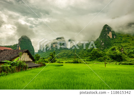 Rice terrace paddle field in sunrise at Phong Nam, Trung Khanh, Cao Bang, Vietnam Rice terrace paddle field in sunrise at Phong Nam, Trung Khanh, Cao Bang, Vietnam 118615342