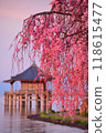 A collaboration between Ukimido and weeping cherry blossoms 118615477