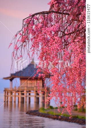 A collaboration between Ukimido and weeping cherry blossoms 118615477