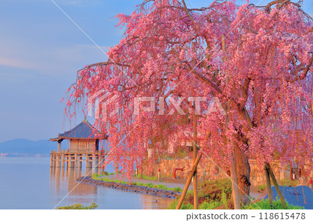 浮禦堂與垂枝櫻花的合作 118615478