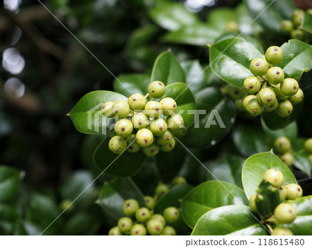 冬青樹藍色果實的特寫 118615480