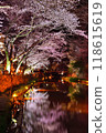 Cherry blossoms at night in Hachimanbori 118615619