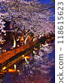 Cherry blossoms at night in Hachimanbori 118615623