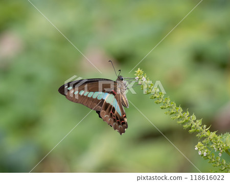 Aosujijeha harvesting flower nectar 118616022