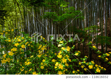 黃色山吹花和竹林 黃色山吹花和竹林 118616032