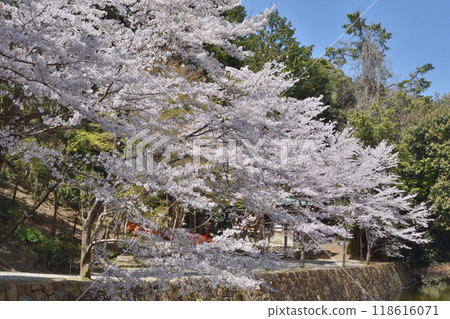 Cherry blossoms at Mikami Shrine 118616071