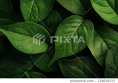 Green leaves background showing leaf veins texture Green leaves background showing leaf veins texture 118616151